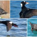 Опис и станиште тужних патки, шта једе скутер и природа птице