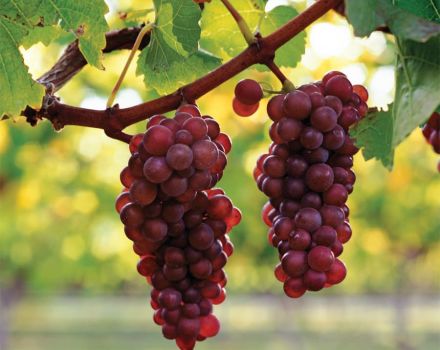 Pinot Grigio vynuogių aprašymas ir savybės, prieš ir prieš, auginimas