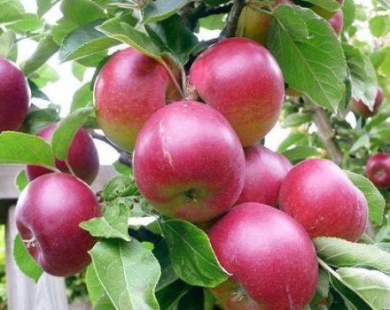 Descrierea și caracteristicile soiului de mere cu lingonberry, care sunt subspecii și regiunile de creștere