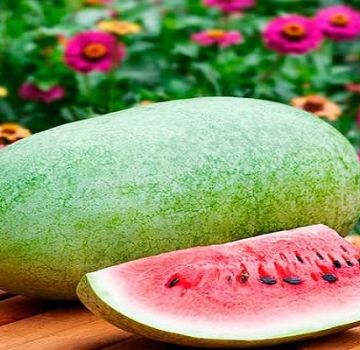 Beskrivelse af mangfoldigheden af ​​vandmelon nær Moskva Charleston Gray, funktioner i dyrkning og pleje