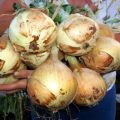 Descripción de la variedad de cebolla Exibishen, características de cultivo y rendimiento.