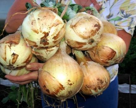 Exibishen svogūnų veislės aprašymas, auginimo ypatybės ir derlius