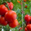 TOP z najlepších odrôd paradajok na území Krasnodar na otvorenom priestranstve
