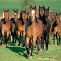 Како правилно узгајати коње, надолазеће трошкове и могуће користи