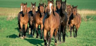 Comment élever correctement des chevaux, dépenses à venir et avantages possibles