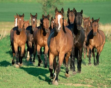 Atlar nasıl doğru şekilde yetiştirilir, gelecekteki masraflar ve olası faydalar