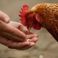 È possibile dare patate crude ai polli e come nutrire correttamente gli uccelli