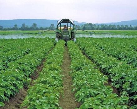 Beskrivning av de bästa fungiciderna för potatis och tillämpningsregler