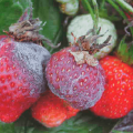 Ursachen für das Auftreten von Krankheiten und Schädlingen von Erdbeeren, Behandlungs- und Bekämpfungsmethoden