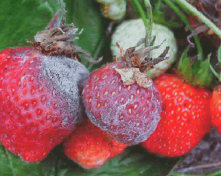 Orsaker till uppkomsten av sjukdomar och skadedjur av jordgubbar, behandling och kontrollmetoder