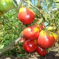 Mô tả về giống cà chua Ivan Kupala và đặc điểm của nó