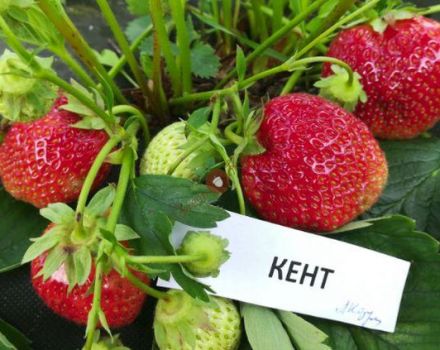 Descripción y características de las fresas Kent, cultivo y reproducción.