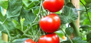 Rusų pomidorų veislės aprašymas, auginimo ir priežiūros ypatybės