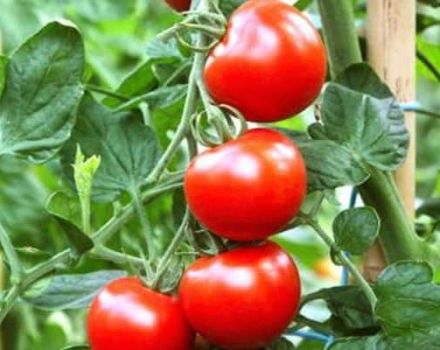 Beskrivning av tomatsorten ryska kupoler, funktioner för odling och vård