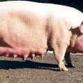 Descripción y características de la gran raza de cerdo blanco, cría y cría.