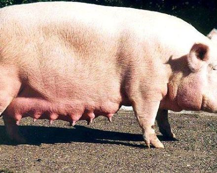 Descripción y características de la gran raza de cerdo blanco, cría y cría.