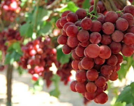 Descripción e historia de la selección de uvas gourmet, cultivo y cuidado
