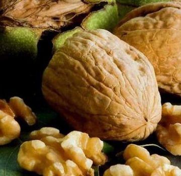 20 nejlepších ořechových odrůd s popisem a vlastnostmi