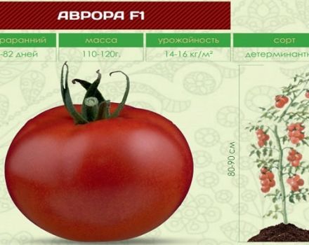 Beskrivning av tomatsorten Aurora och dess egenskaper