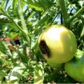 Por qué los tomates pueden volverse negros cuando están maduros y qué hacer