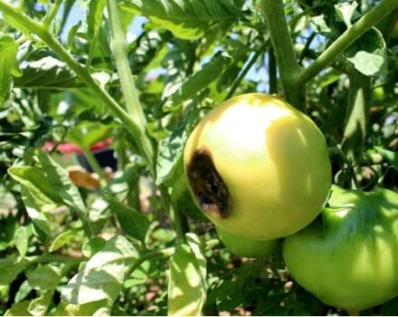 Varför tomater kan bli svarta när de är mogna och vad de ska göra