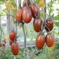 Pomidorų slyvų juodumo veislės aprašymas, jo savybės