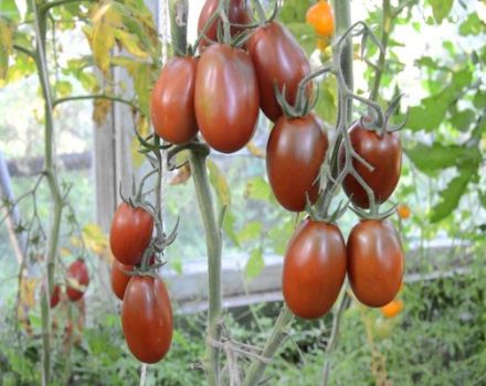 Popis odrůdy rajčat Plum Black, její vlastnosti