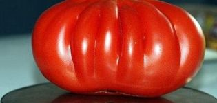 Caracteristicile și descrierea soiului de roșii O sută de kilograme, randamentul său