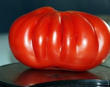 Characteristics and description of the tomato variety One hundred pounds, its yield