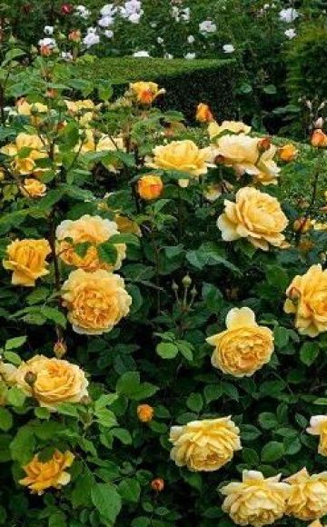 Description of varieties of climbing roses for growing in Siberia, care and methods of reproduction