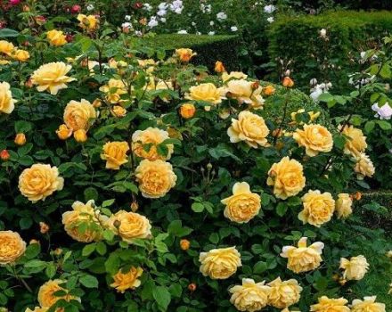 Descripció de varietats de roses de cultiu a Sibèria, cura i mètodes de reproducció