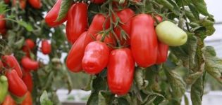 Περιγραφή της ποικιλίας ντομάτας Πιπέρι, τα πλεονεκτήματα και τα μειονεκτήματά της