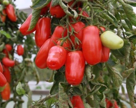 Pomidorų veislės „Pepper“ aprašymas, jo privalumai ir trūkumai