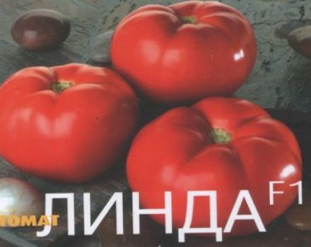 Eigenschaften und Beschreibung der Tomatensorte Linda
