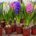 Hur man planterar, växer och tar hand om en hyacint hemma i en kruka