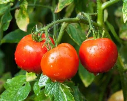 Egenskaper och beskrivning av tomatsorten Rubinchik F1, recensioner av sommarboende