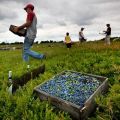 Mėlynių veislių aprašymas, kaip auga uoga, sodinimas ir priežiūra, auginimas ir dauginimas