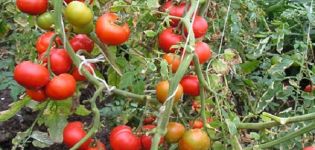 Pomidorų „Yula“ veislės aprašymas, auginimo ypatybės ir derlius