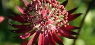 Planting and caring for Astrantia in the open field, a description of 20 varieties and species