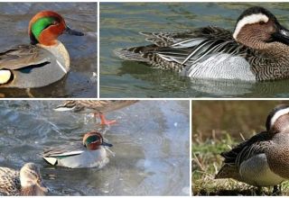 Опис патка и њихових врста, где звиждуци живе и хране се