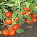 Beskrivning av tomatsorten Three Sisters och dess utbyte