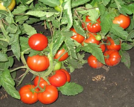 Mô tả về giống cà chua Three Sisters, và năng suất của nó