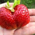 Opis a charakteristika odrody jahody Gigantella, výsadba, pestovanie a starostlivosť