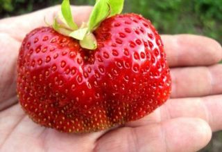 Beskrivning och egenskaper hos jordgubbssorten Gigantella, plantering, odling och skötsel