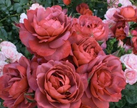 Opis a charakteristika najlepších odrôd hnedej ruže