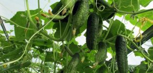 Why do cucumber leaves turn yellow in a greenhouse and what to do