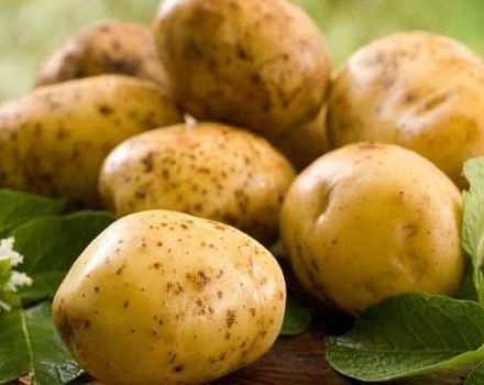 Beschrijving van het Zekura-aardappelras, zijn kenmerken en opbrengst