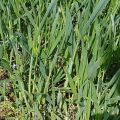 Comment se débarrasser de l'agropyre, une description des meilleurs herbicides et des mesures de contrôle des mauvaises herbes