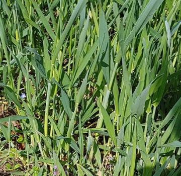 Come sbarazzarsi di wheatgrass, una descrizione dei migliori erbicidi e misure di controllo delle infestanti
