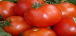 Descrizione della varietà di pomodoro Pablo, resa e coltivazione